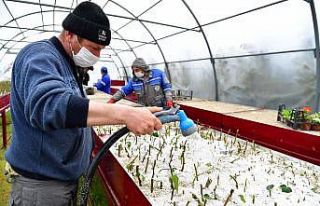 Mamak Belediyesinden bitki üretim hamlesi