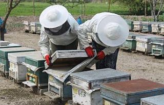 Manyas’ta arılar zehirli kimyasal atık su yüzünden...