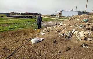 Mardin’de sinek ve haşerelere karşı ilaçlama...