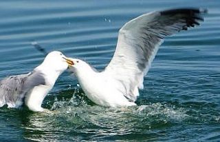 Martıların ekmek kavgası