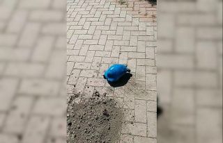 Maviye boyanan kara kaplumbağasıyla ilgili soruşturma