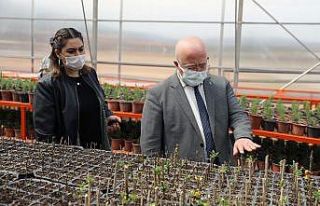 Menteşe Belediyesi bitkilerini kendi serasında üretiyor