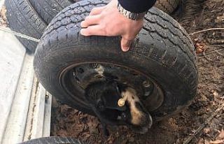 Merakı yüzünden tekere kafasını sıkıştırdı