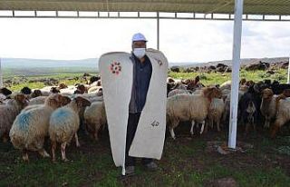 Meralar sürülerle şenlendi