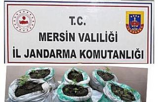 Mersin’de kenevir yetiştiren 3 kişi gözaltına...