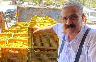 Mersin’de sofralık kayısı hasadı başladı