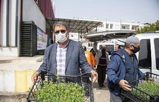Mersin’de üreticilere kantaron fidesi dağıtıldı