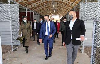 Modern Kangal merkezinde sona yaklaşıldı