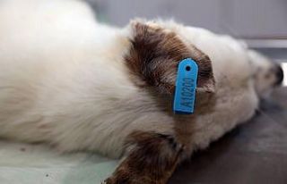 Mudanya Belediyesi’nden HEPAD’a kısırlaştırma...