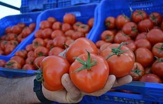 Muğla’da domates üreticisi kotanın kaldırılmasını...