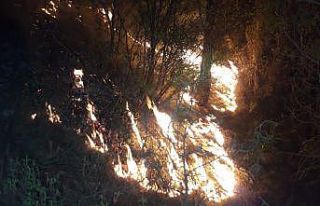 Muğla’daki orman yangınlarını söndürme çalışmaları...