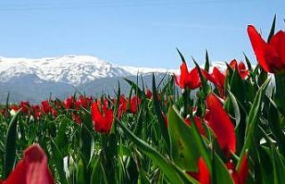 Muş Ovası lalelerle kırmızıya büründü