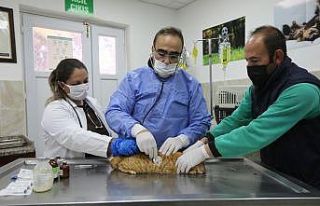 Nefes alamayan kedinin tedavisini büyükşehir üstlendi