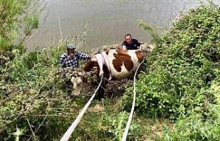 Nehre düşen ineği itfaiye kurtardı