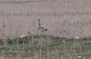 Nesli tehlike altındaki Toyu Kuşu görüntülendi