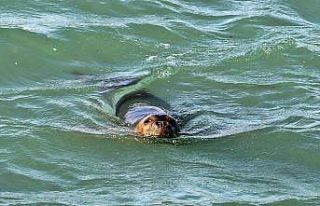 Nesli tükenmekte olan Akdeniz fokları, Boğaçayı’nı...