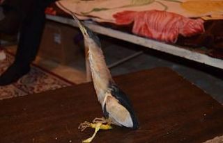 Nesli tükenmekte olan ’Balaban kuşu’ yaralı...