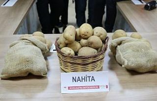 Niğde’de geliştirilen yerli patates tohumu Avrupa...