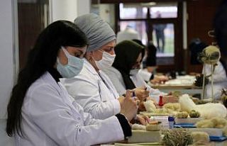 O kenevirler büyüdü, bakın ne oldu