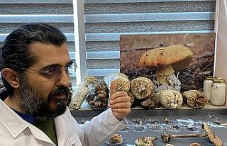 O mantar ölüm saçıyor