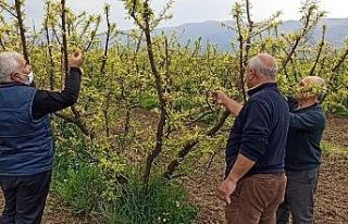 Ödemiş’te erken çiçek açan eriği soğuklar...