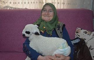 Oğlunun aldığı "Kıvırcık" onu hayata...
