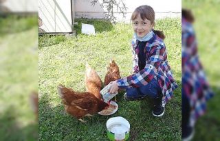 Okul bahçesinde tavuk kümesi