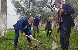 Okul bahçesinde Yunus Emre Hatıra Zeytin Fidanlığı