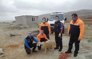 Ölmek üzere olan kuzuyu AFAD ekipleri kurtardı