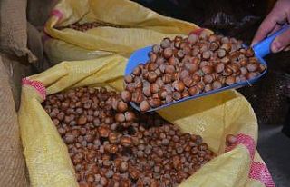 Ordu’da fındık 21,5 liraya geriledi