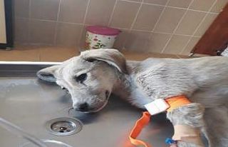 Ordu’da tedavi edilen yaralı hayvan sayısı artıyor