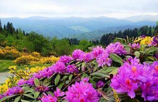 Ordu’ya özgü 179 endemik bitki türü tespit edildi
