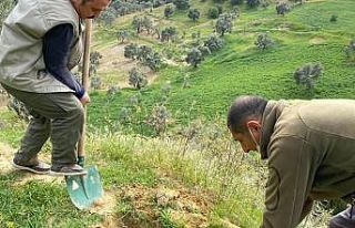 Orkide yumruları toprakla buluşturuldu