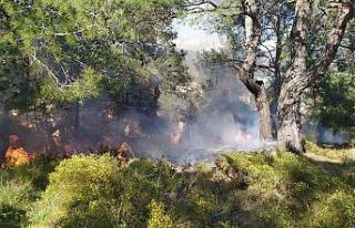 Orman yangını büyümeden söndürüldü