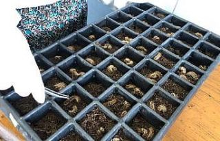 Orman zararlılarıyla biyolojik mücadelede terminatör...