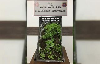 Ormanlık alanda 116 kök kenevir bitkisi ile yakalandı