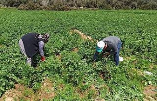 Örtü altına alınmayan patatesi don vurdu