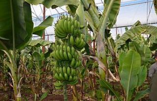 Örtü altında muz üretimi 5 yılda 3.5 kat arttı