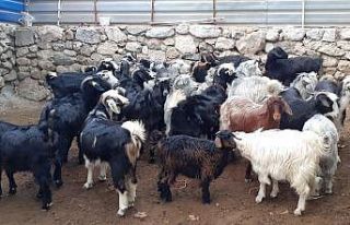 Osmancık hayvan pazarı küçükbaş hayvanlara kapatıldı