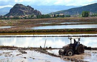 Osmancık’lı çeltik üreticilerine ekim ruhsatı...