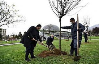 Osmangazi erguvan çiçekleri ile renklenecek