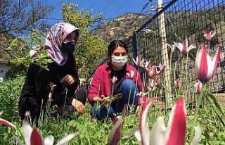 Osmanlı’nın kayıp lalesi koruma altına alınacak