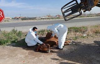Otomobilin çarptığı yaralı atı hayvan sever...