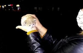 Otomobilin motoruna sıkışan inatçı yavru kedi...