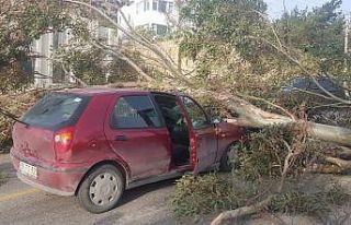 Otomobilin üzerine ağaç devrildi: 3 yaralı