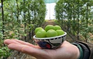 (Özel) Erik aş eren hamile kadınlara müjde, artık...