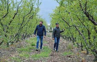 (Özel) Erkenci şeftali yetişemeyecek