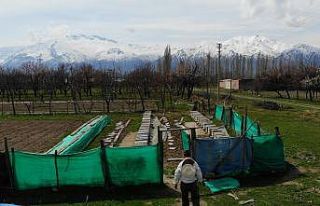 (Özel) Erzincan’da kıştan çıkan bal arıları...