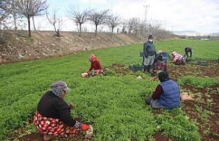 (Özel) Güneydoğu’nun sebzesi Suriye sınırından