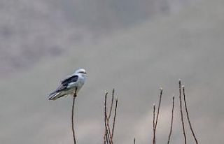 (Özel haber) Akçaylak kuşu Van’da ilk kez görüntülendi